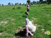 assouboussi mis en terre 13